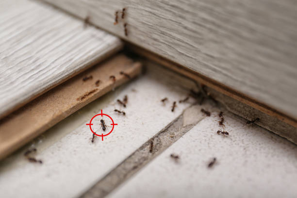 Best Flea Control Services  in Lovettsville, VA