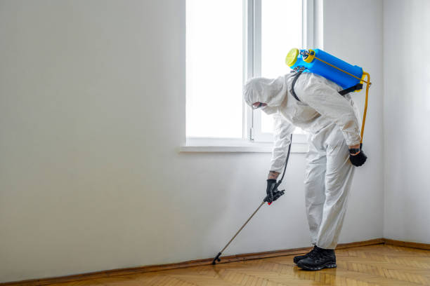 Best Rat Extermination Near Me  in Lovettsville, VA