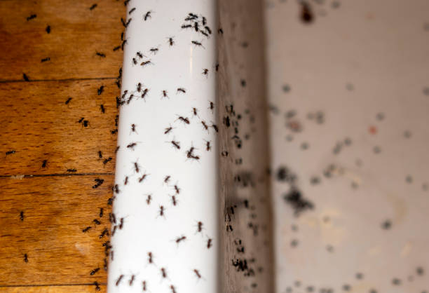 Best Pest Inspection Near Me  in Lovettsville, VA
